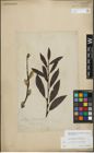 Foto von Salix myrsinifolia Salisb. x Salix phylicifolia L.